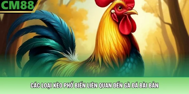 Gà Đá Bài Bản – Những Cỗ Máy Chiến Đấu Thực Thụ Tại CM88 4 Các loại kèo phổ biến liên quan đến gà đá bài bản