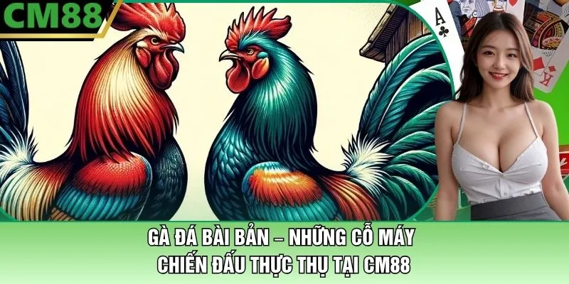 Gà Đá Bài Bản – Những Cỗ Máy Chiến Đấu Thực Thụ Tại CM88 1 Gà Đá Bài Bản Tại CM88 – Những Cỗ Máy Chiến Đấu Thực Thụ