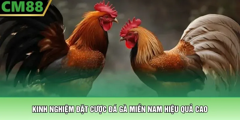 Đá Gà Miền Nam – Đấu Trường Rực Lửa Hấp Dẫn Tại CM88 3 Kinh nghiệm đặt cược đá gà miền Nam hiệu quả cao