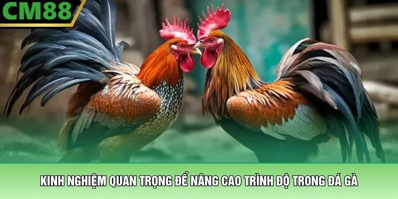 Đá Gà Thomo – Đấu Trường Tử Chiến Bạc Tỷ Tại Nhà Cái CM88 4 Kinh nghiệm quan trọng để nâng cao trình độ trong đá gà