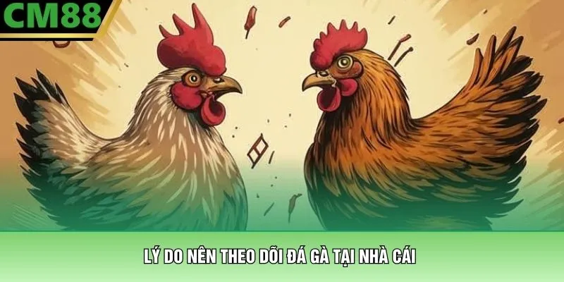 Đá Gà Miền Nam – Đấu Trường Rực Lửa Hấp Dẫn Tại CM88 4 Lý do nên theo dõi đá gà tại nhà cái