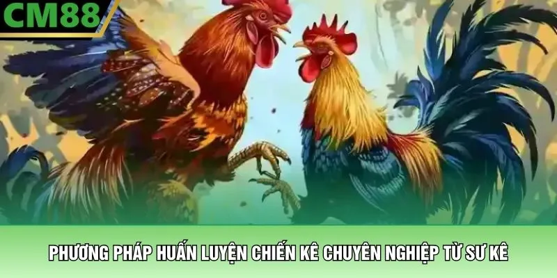 Gà Đá Bài Bản – Những Cỗ Máy Chiến Đấu Thực Thụ Tại CM88 3 Phương pháp huấn luyện chiến kê chuyên nghiệp từ sư kê