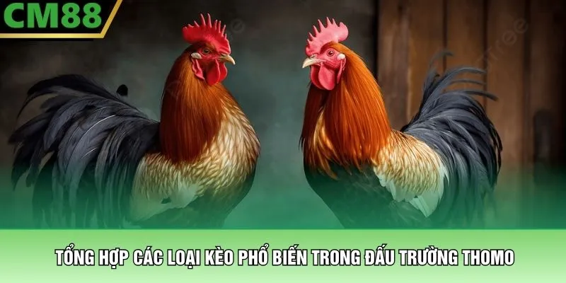 Đá Gà Thomo – Đấu Trường Tử Chiến Bạc Tỷ Tại Nhà Cái CM88 2 Tổng hợp các loại kèo phổ biến trong đấu trường Thomo